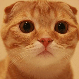 神龟加速器账号过期